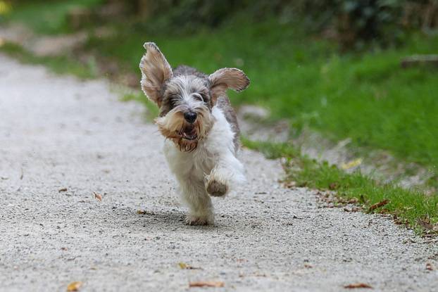Zagreb: Hrvatska kujica Meghan proglašena najljepšim psom na svijetu
