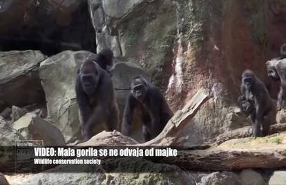 Ovo će vas rastopiti: Mala gorila se ne odvaja od majke