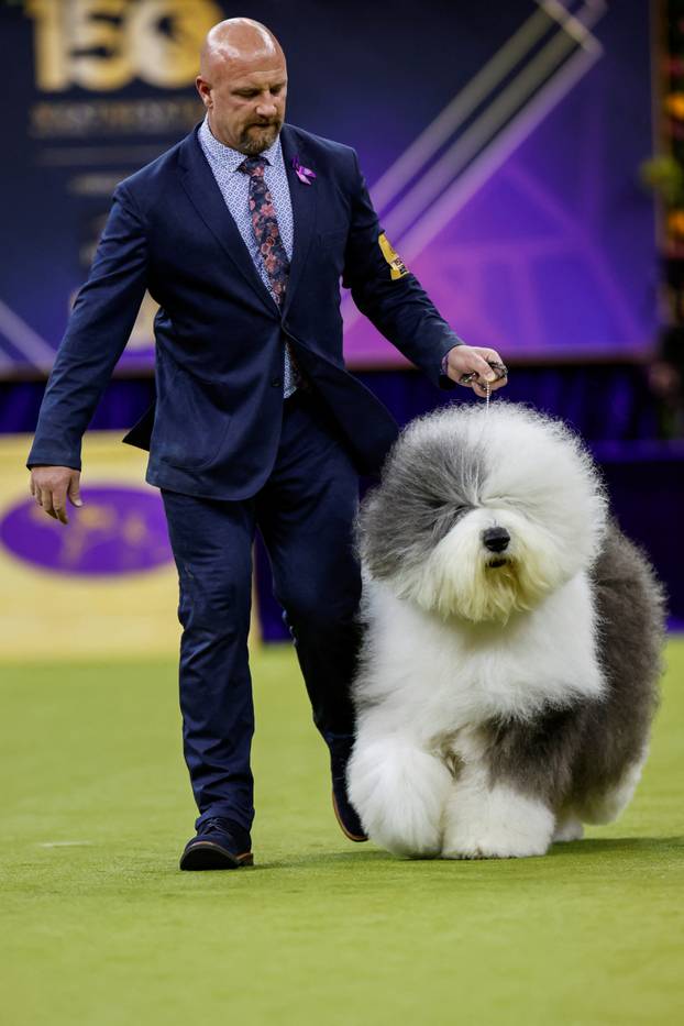 150th Annual Westminster Kennel Club Dog Show in New York City
