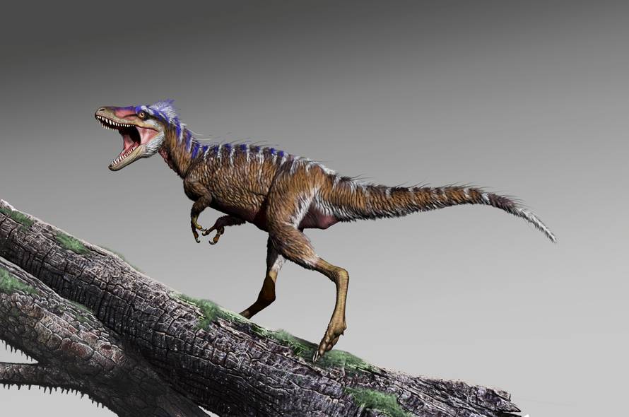 Cretaceous Period dinosaur Moros intrepidus whose fossils were unearthed in central Utah in this artist reconstruction