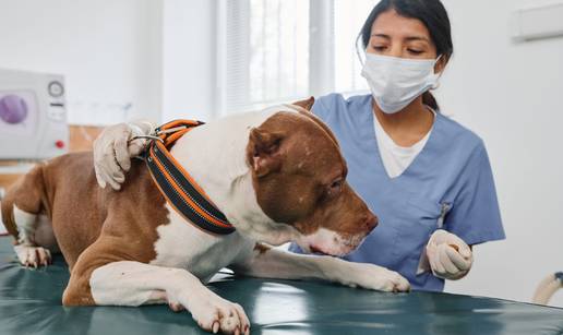 Hrvatski veterinari objasnili sve o eutanaziji pasa: Evo kako se izvodi i u kojim slu&ccaron;ajevima...