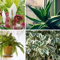 Biljke koje čiste zrak u domu, a neke od njih čak mogu smanjiti razinu vlage u prostoru