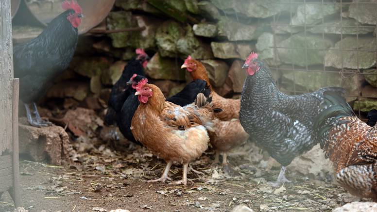 Stručnjaci upozoravaju: Aktualna ptičja gripa nije opasna za ljude, ali za perad je