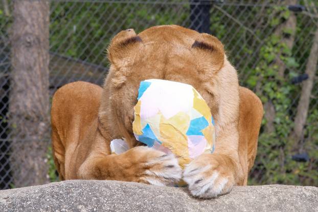 Zagreb: Tradicionalna podjela pisanica životinjama u Zoološkom vrtu Grada Zagreba