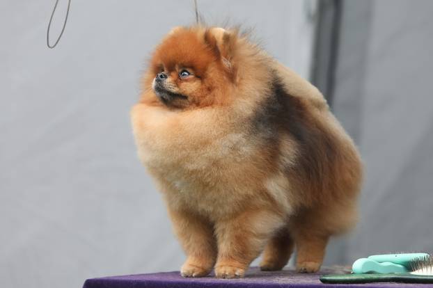 Karlovac: Me?unarodna izložba pasa