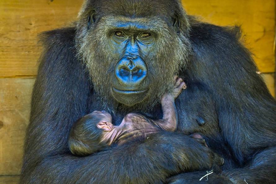 Bristol Zoo Gardens baby gorilla