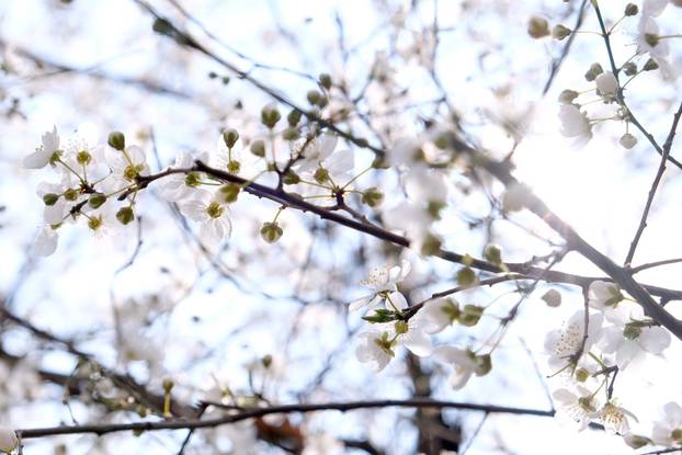 Zagreb: Procvala prva stabla na Gornjem gradu