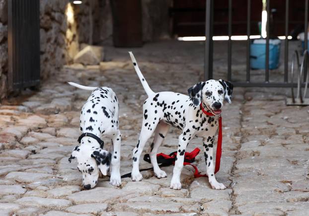 Šibenik:Otvoren muzej dalmatinskom psu,dalmatincu 