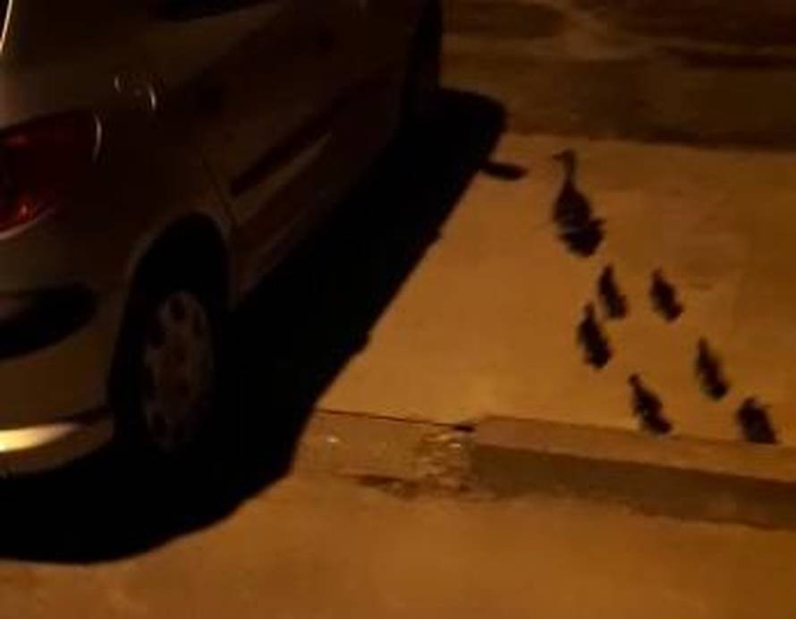 Patkice šetale Osijekom: 'Kva kva, mamice, kamo nas vodiš?'