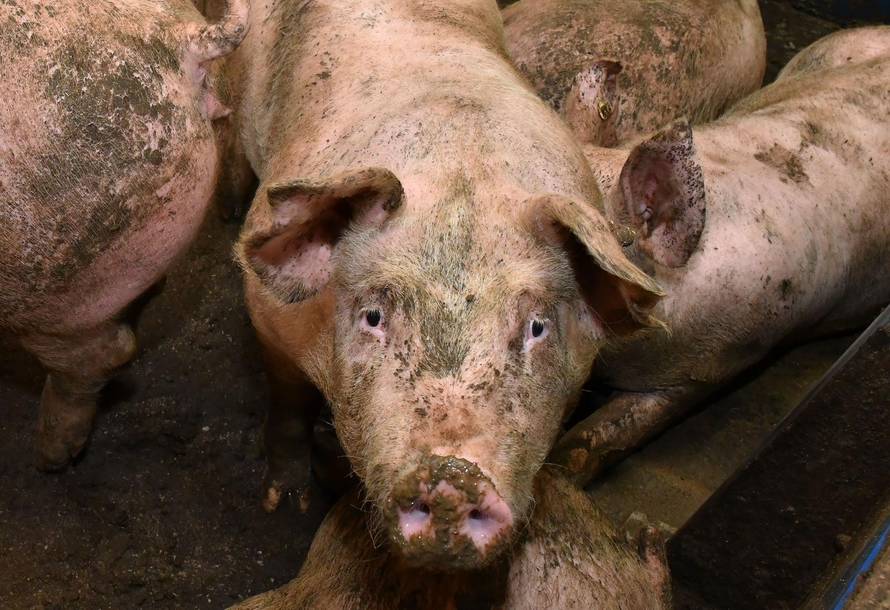 Zadar: Sustav puca, svi moraju obilaziti zečeve, svinje, koze...