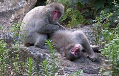 Znanstvenici: Na rubu smo propasti izumru li majmuni