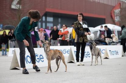 U Zaprešiću održana CAC nacionalna izložba pasa