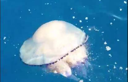 Nevjerojatan prizor kod Lošinja - naletili na meduzu od 20 kg!