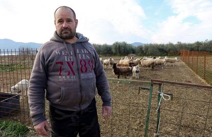 Vukovi haraju Zažabljem, očajni mještani traže zaštitu za stoku: 'Ovdje nemaju što drugo jesti...'