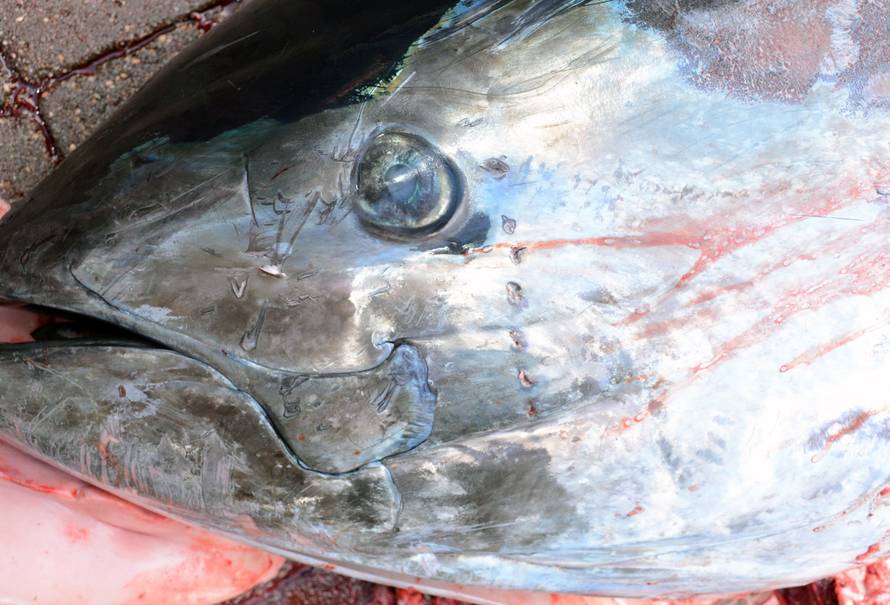 U plićak došla tuna od 230 kg: 'Svašta sam prošao, ali ovo...'