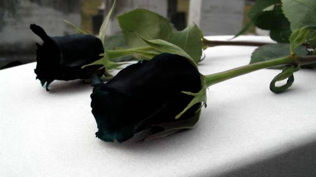 Misterij Crne ruže: Nevidljiva i moćna ruka gura mlade u smrt