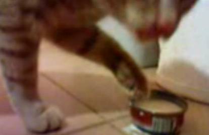 Mačak Armani uz pomoć šape jede i pije iz zdjelice