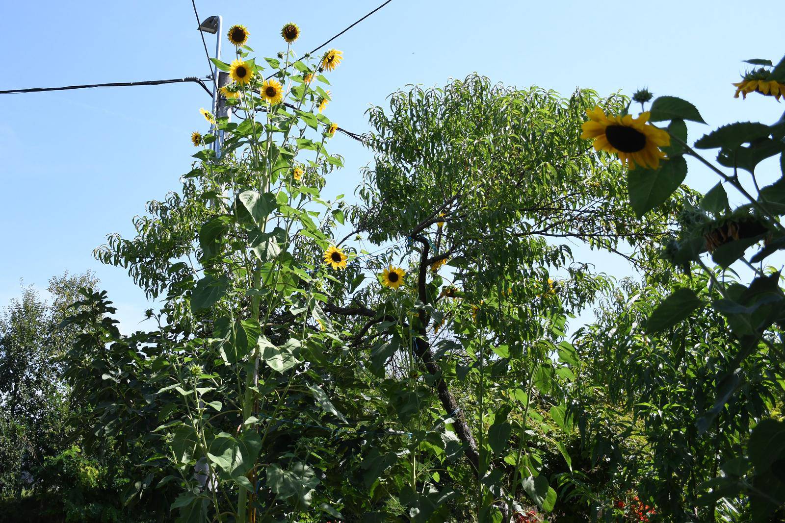 Daruvar: Obitelj Krajnović uzgojila divovski suncokret