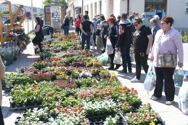 Obilježavanje Dana grada Križevaca uljepšano je cvjetnom manifestacijom "Križevci u cvijeću"