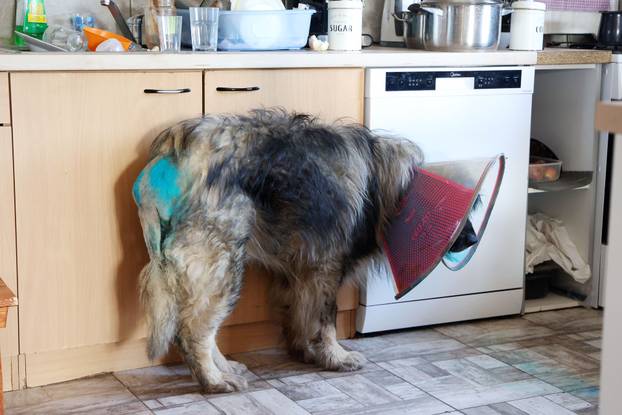 24sata Kistanje: Pas Shadow ranjen u borbi sa vukovima 