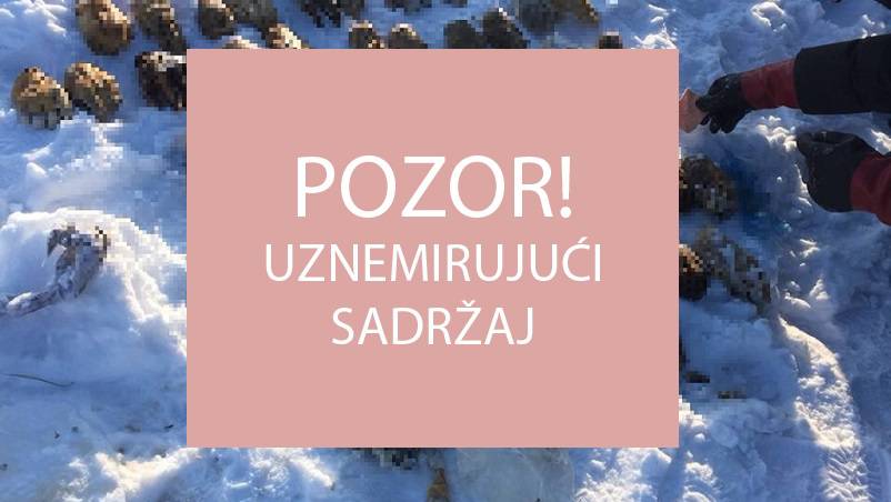 Strava: Ruski ribari kod rijeke našli vreću s - 52 ljudske šake!