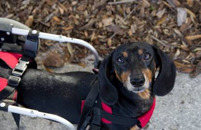 Paralizirani pas iako u kolicima pomaže autističnoj djeci