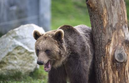 Slovačka: Sve su češći napadi smeđih medvjeda na ljude