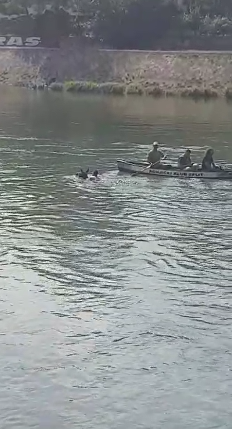Ovo nije humano: Psa je bacio u rijeku Cetinu s mosta u Trilju
