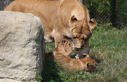 Napokon znamo spol: Lavići iz našeg ZOO-a su curica i dečko