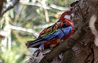 Grego je hit Pule! Papiga ne želi iz šume, susjedi su mu golubovi