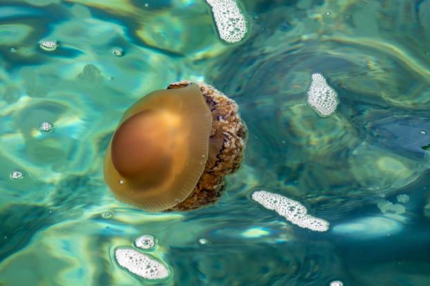 Pula: Morska struja u omiljeno kupalište donijela velike klobuke