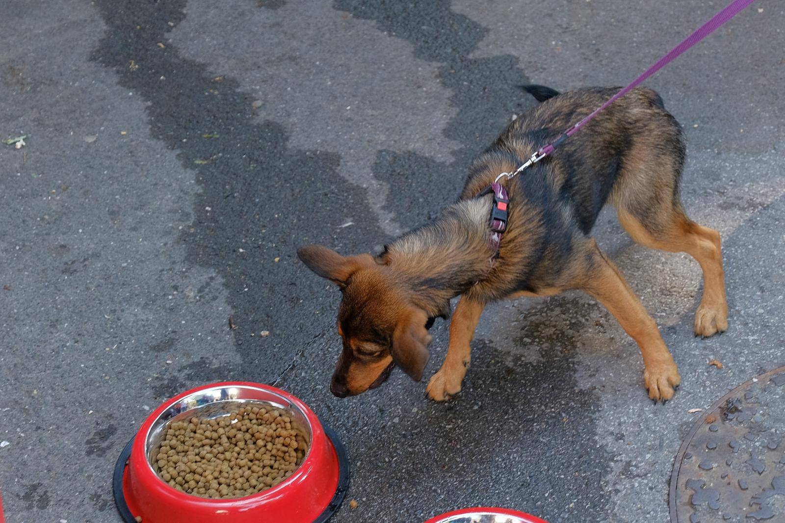 Tradicionalna revija pasa mješanaca u sklopu  Ljeta na Štrosu