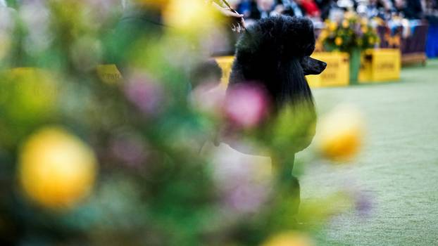 150th Annual Westminster Kennel Club Dog Show in New York City