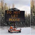 U Kanadi upozoravaju vozače: 'Ne dajte losu da liže sol s auta'