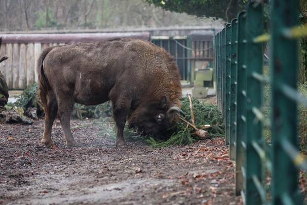 Životinjama u Zoološkom vrtu podijeljena raskićena drvca