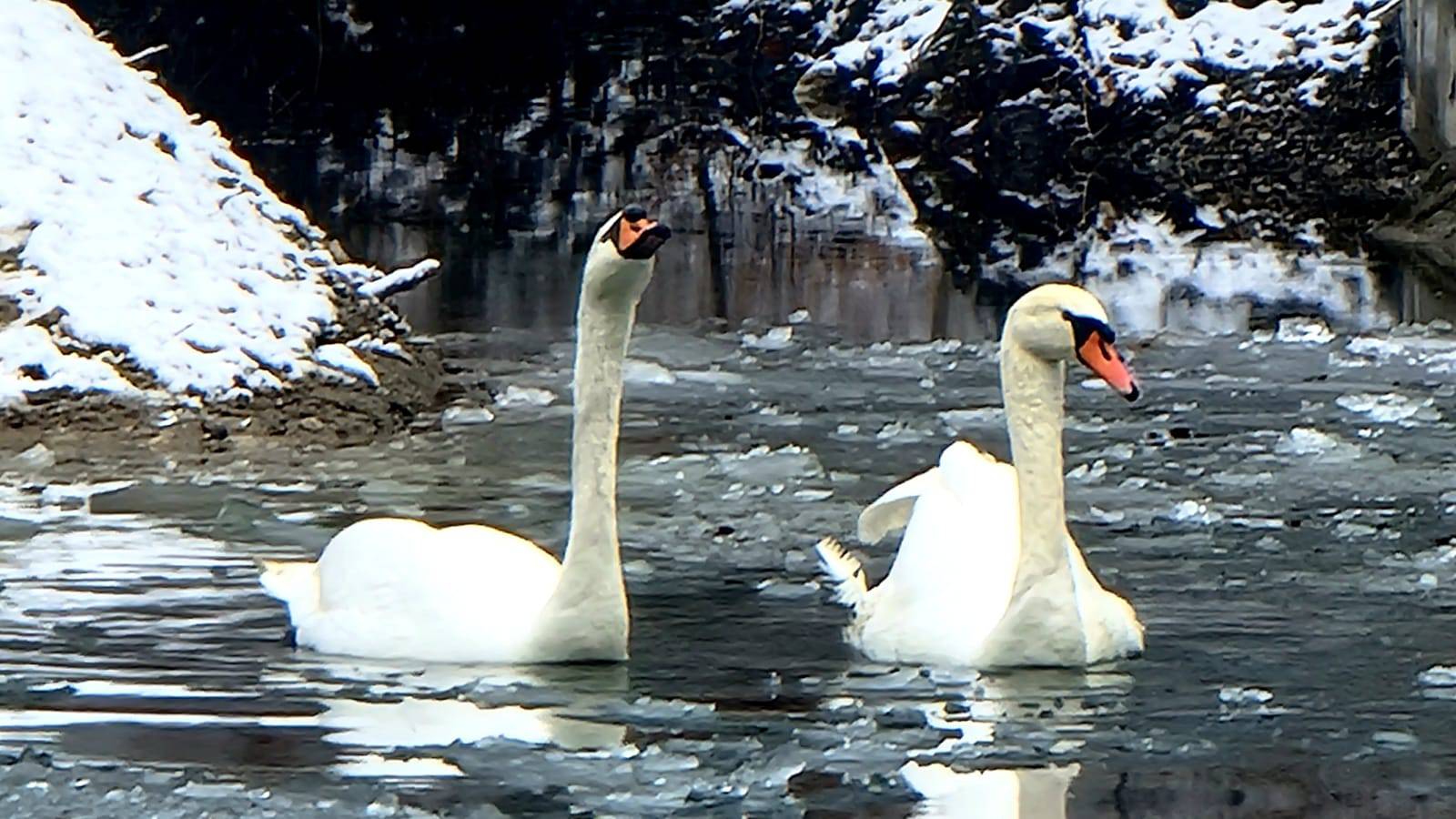 Maksimirsko jezero postalo je dom zaljubljenim labudovima