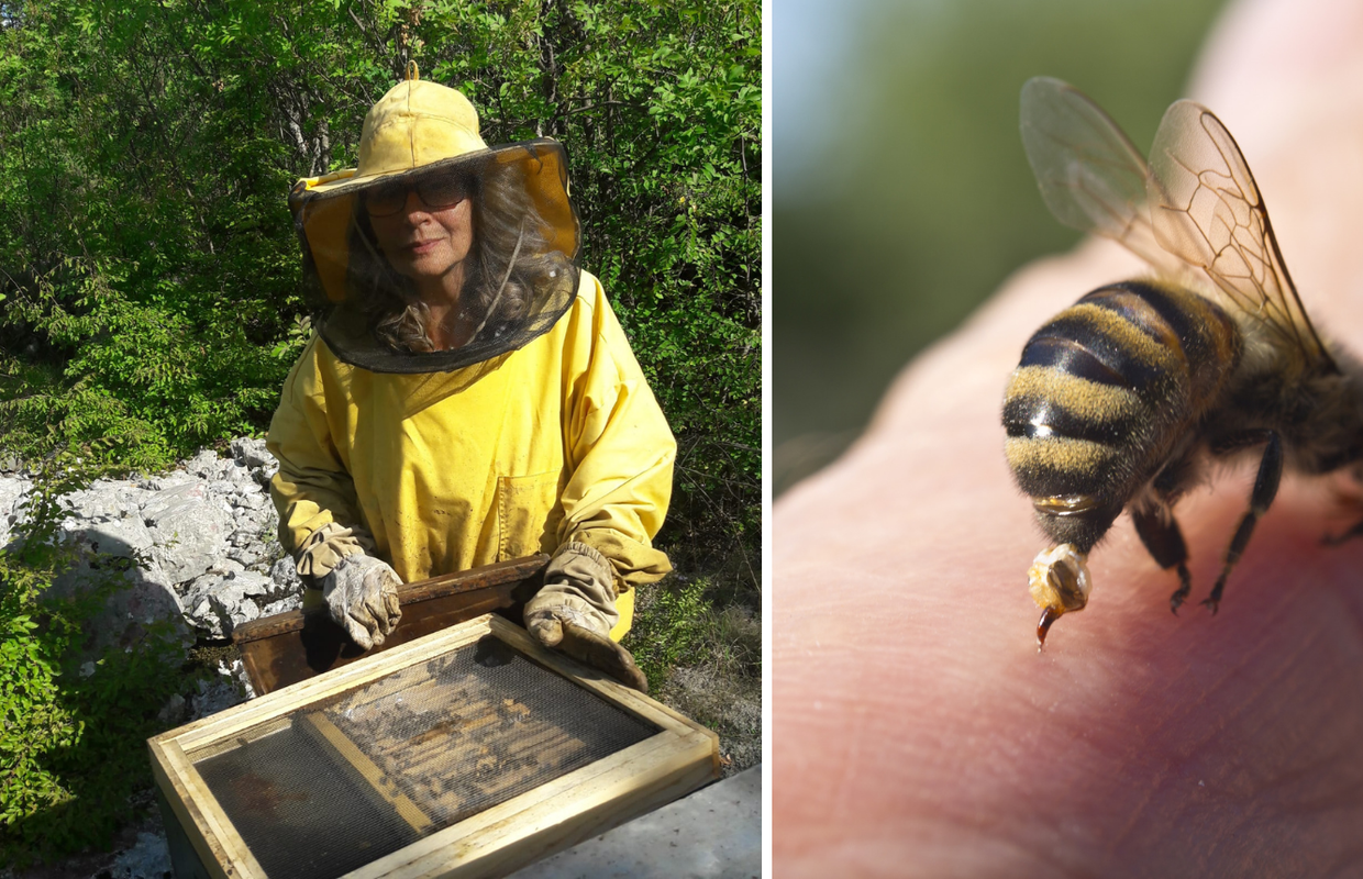 Ispovijest novinarke: 'Pčele me bodu svaki dan i to me spašava'
