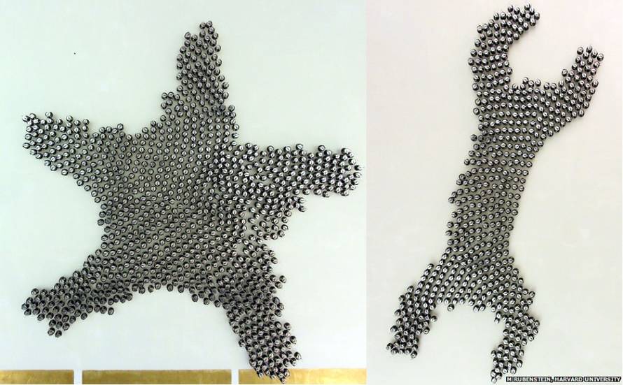 Michael Rubenstein/Harvard Univeristy