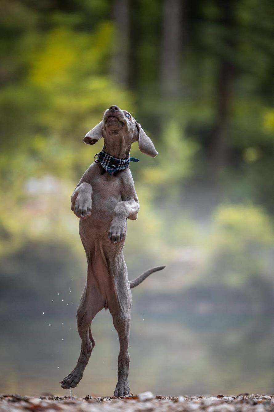 Ova fotografija nije AI, to su tri sestrice jantarnih očiju iz Siska!