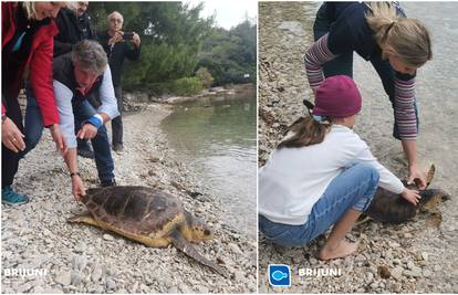Dvije oporavljene glavate želve vraćene u more na Brijunima