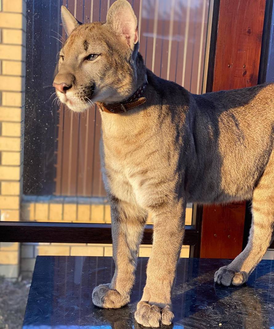 Živi s pumom: 'Zbog korone i ona pere šape koliko i mi ruke'