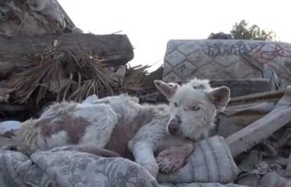 Lajk dana: Pas pronađen na hrpi smeća dobio drugu priliku