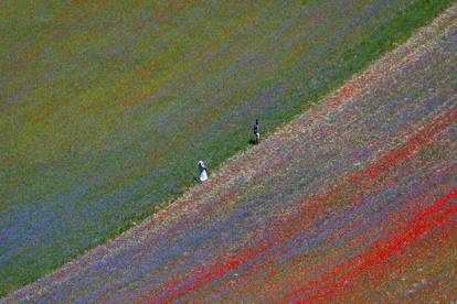 People walk in the middle of a field of flowers during the annual blossom in Castelluccio