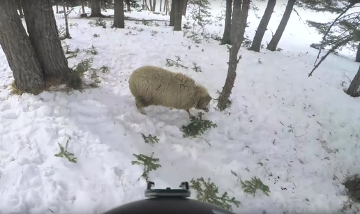 Bizarno: Jeste li na skijaškoj stazi ikad naletjeli na - ovcu?