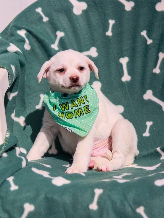 FOTO Ovi preslatki psići iz Noine Arke traže obitelj i stalni dom