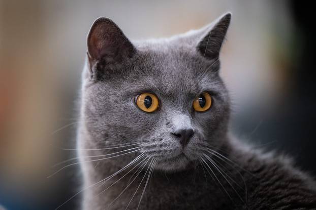 Zagreb: Drugi dan Međunarodne izložbe mačaka