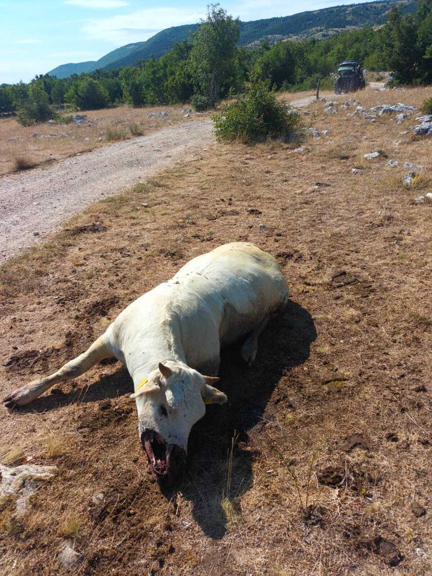 Očajni stočari za 24sata: 'Tuga i jad je u nas pod Svilajom. Meni je 15 krava uginulo, susjedu 4'