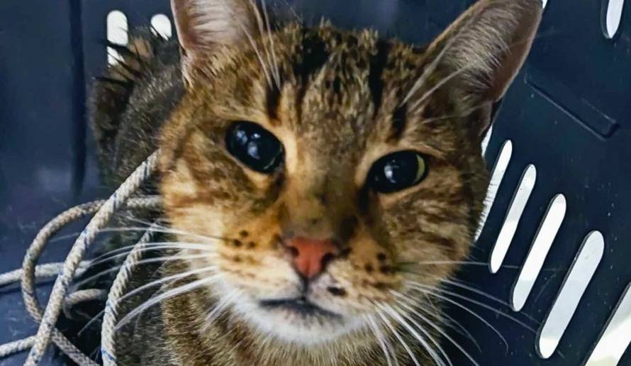 U Puli spasili mačku: Tri dana je bila zaglavljena u dimnjaku...