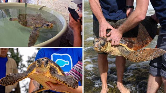 Pulski akvarij spasio gotovo 200 kornjača: 'Najljepše je kada ih pustimo na slobodu'