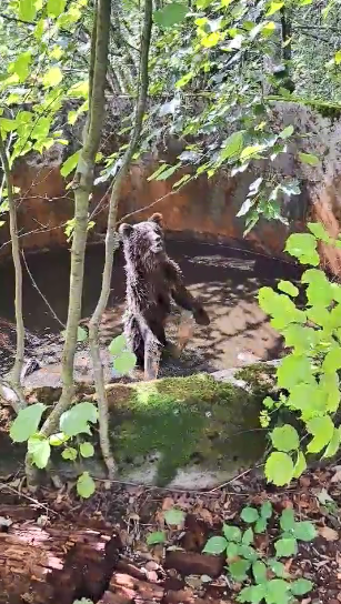 VIDEO Medvjedić upao u bunar, spasio ga lovac i njegova obitelj
